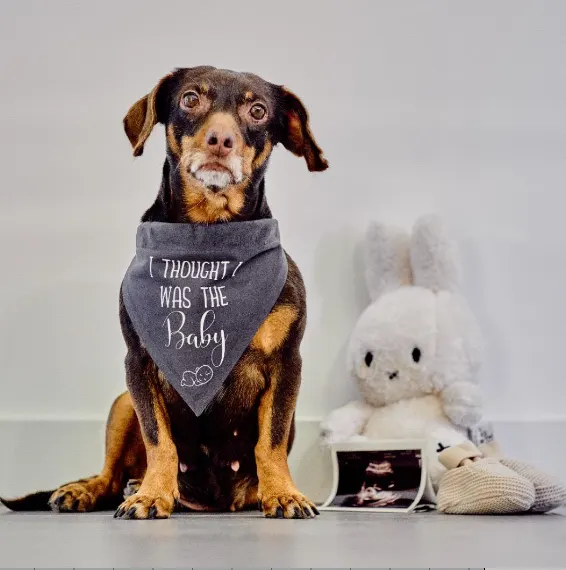 Hond met bandana voor een zwangerschapsaankondiging